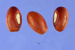 Image de Erythrina variegata L.