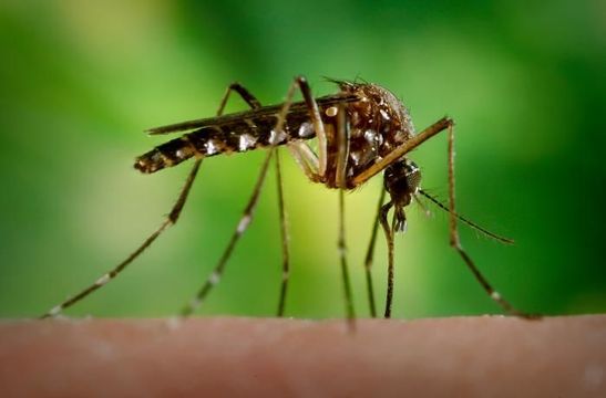 Image of Dengue fever mosquito