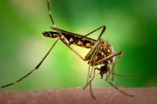 Image of Dengue fever mosquito