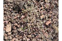 Imagem de Eriogonum vimineum Dougl. ex Benth.