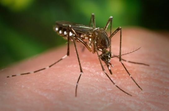 Image of Dengue fever mosquito