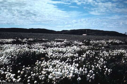 Imagem de Eriophorum virginicum L.