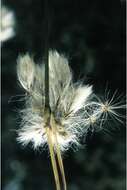 Image of Green-keeled cottongrass