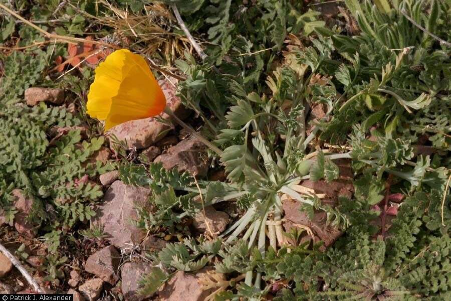 Image of California poppy