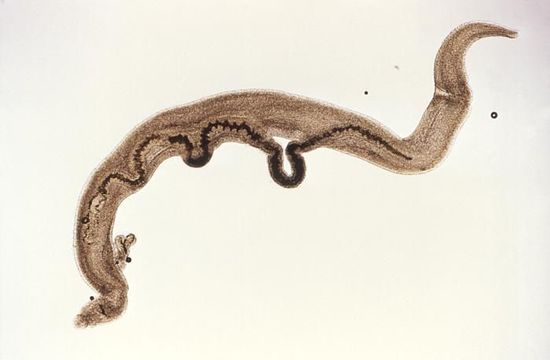 Image of Schistosoma