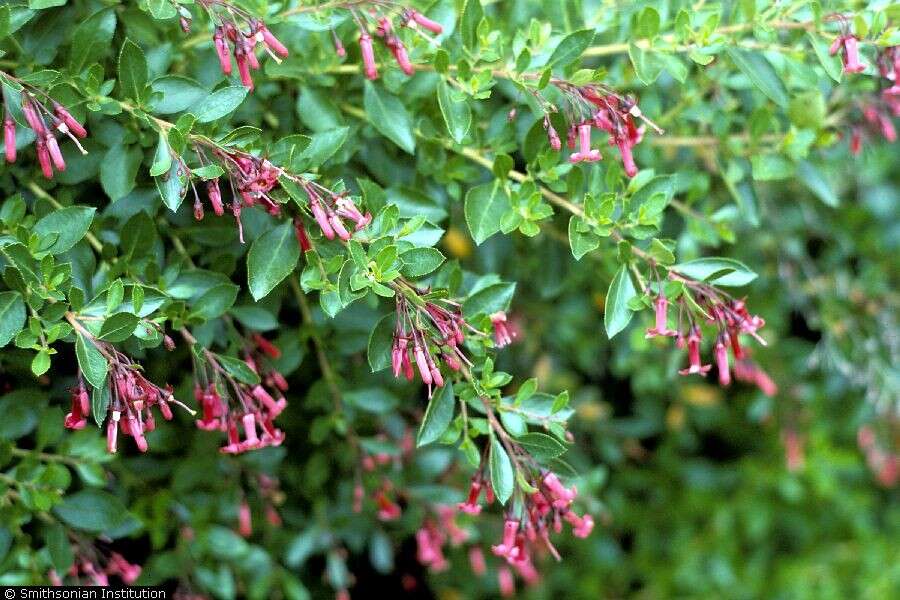 Escallonia rubra var. macrantha (Hook. & Arn.) Reiche resmi