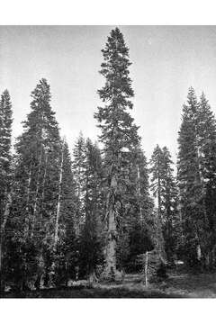 Image of California Red Fir