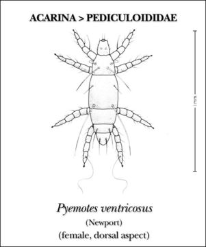 Imagem de Pyemotes ventricosus (Newport 1850)