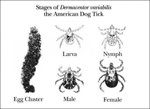 Image of Dermacentor Koch 1844