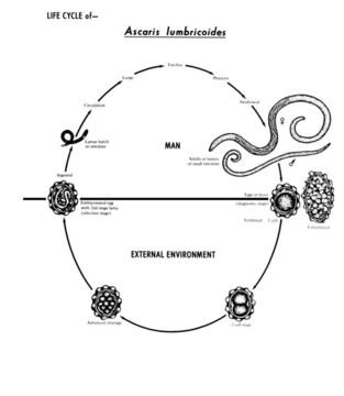 Image of Ascaridinae