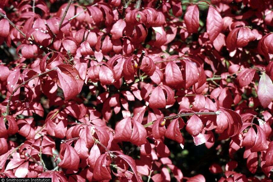 Image de Euonymus alatus (Thunb.) Siebold