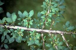 Image de Euonymus alatus (Thunb.) Siebold