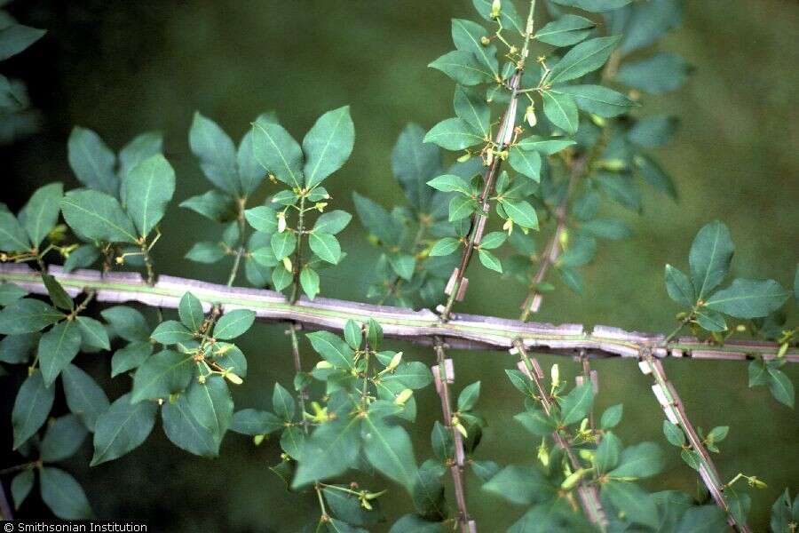 Image of Burning Bush