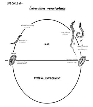 Plancia ëd Oxyurina