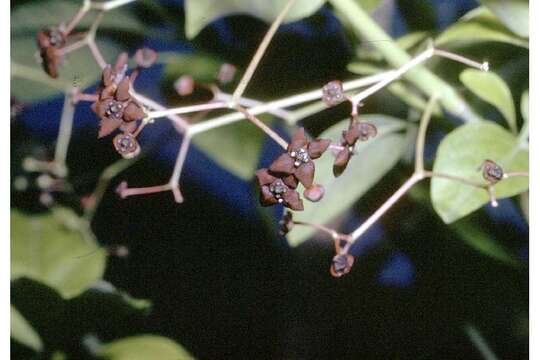 Imagem de Euonymus atropurpureus Jacq.