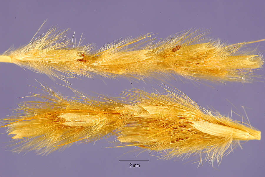 Image of sabaigrass