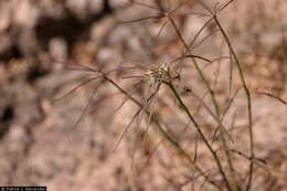 Image of hairy-fruit spurge