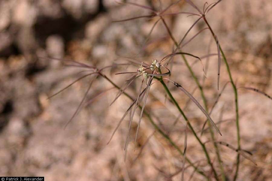 Euphorbia cuphosperma (Engelm.) Boiss. resmi