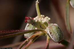 Image of hairy-fruit spurge