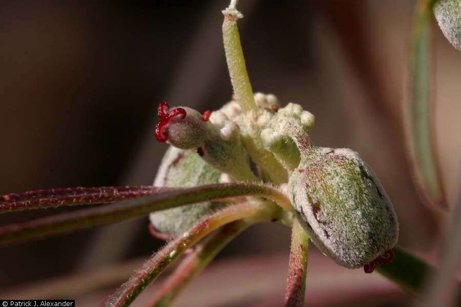 Image of hairy-fruit spurge