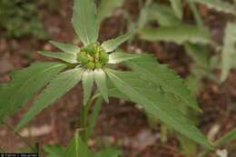 Image of toothed spurge