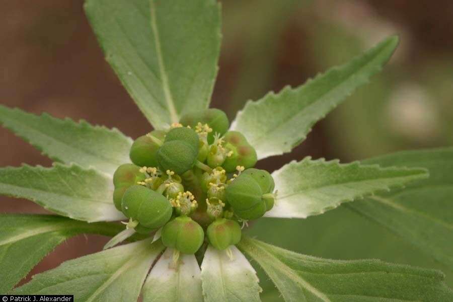 Image of toothed spurge