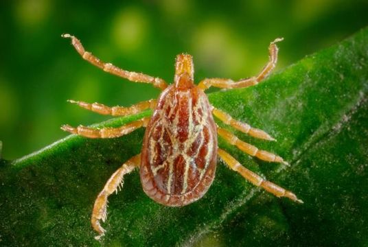 Image of Gulf Coast Tick