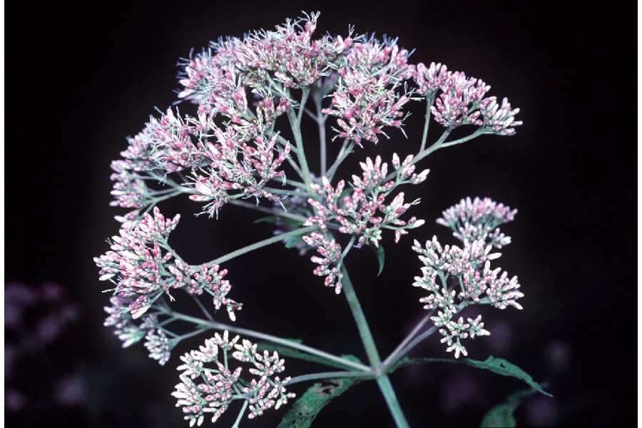 Image of queen of the meadow