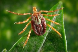 Image of Gulf Coast Tick