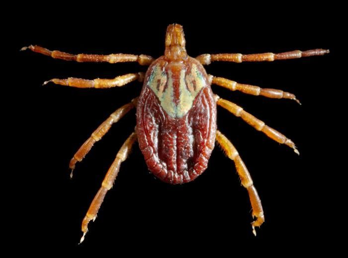 Image of Gulf Coast Tick