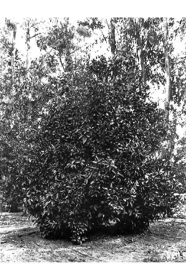 Sivun Kuumepuu kuva