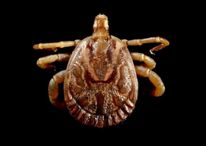 Image of Cayenne tick