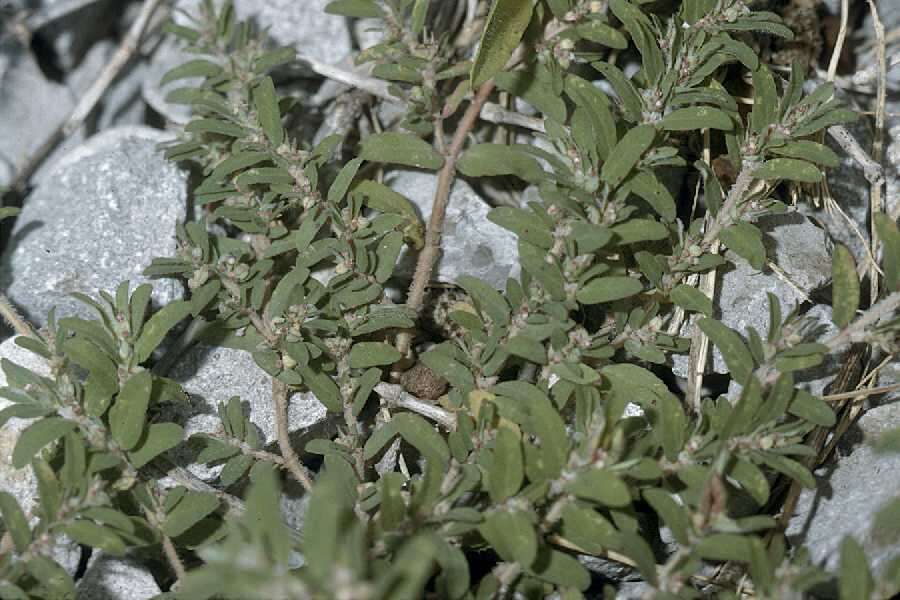 Sivun Euphorbia humistrata Engelm. ex A. Gray kuva