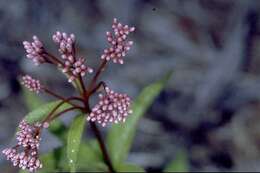 Image of Spotted Trumpetweed