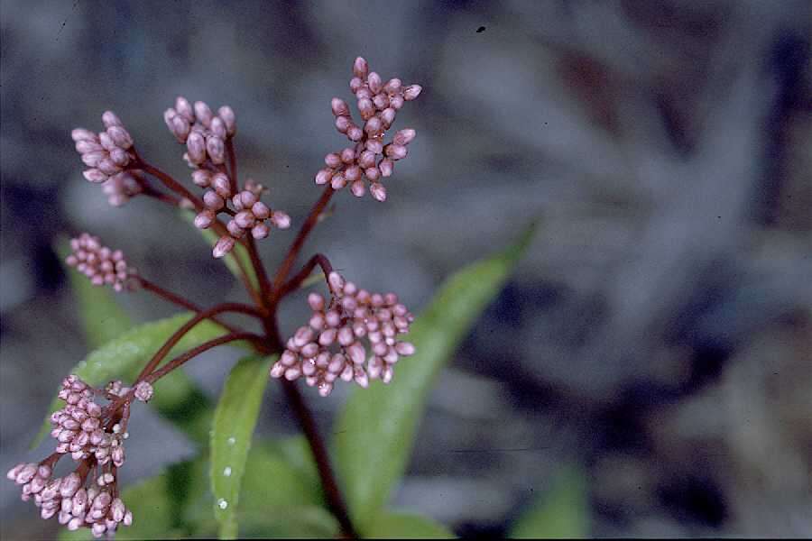 Image of Spotted Trumpetweed