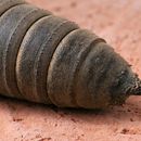 صورة Citheronia regalis (Fabricius 1793)