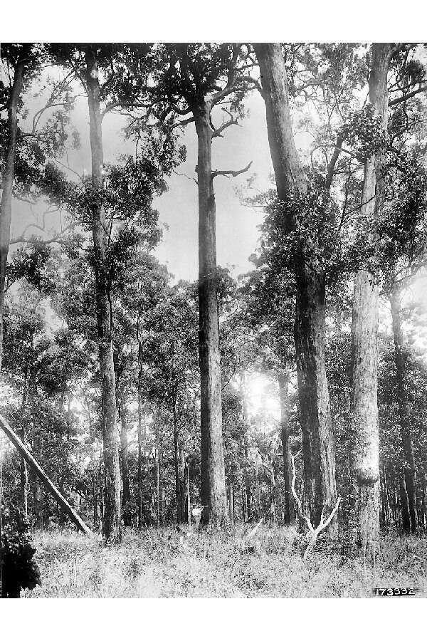 Image of Australian tallowwood