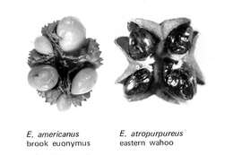 Image of Spindle