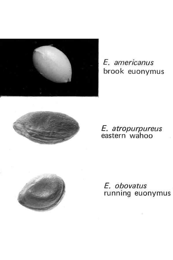 Image of Spindle