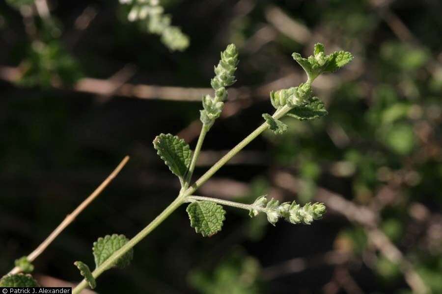 Image of Wright's beebrush