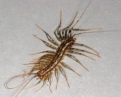 Image of House Centipede