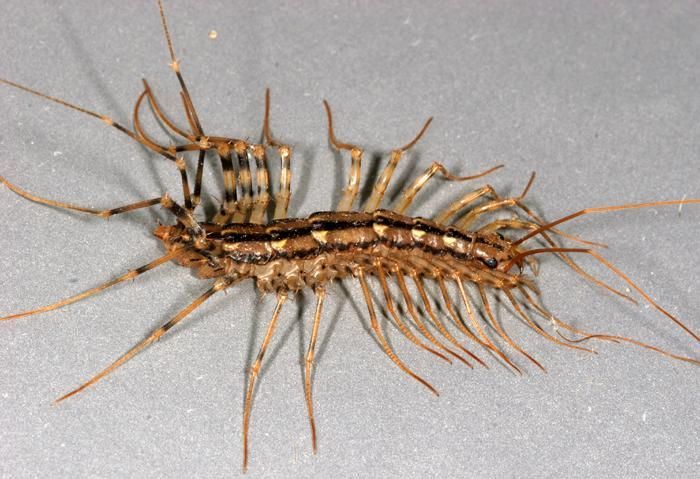 Image of House Centipede