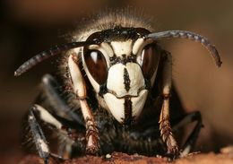Image of Aerial Yellowjackets