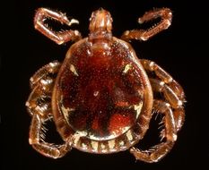 Image of Lone Star Tick