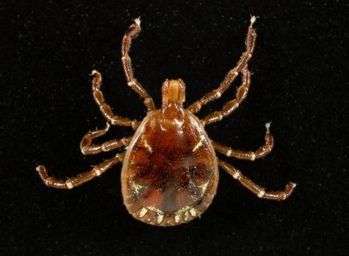 Image of Lone Star Tick