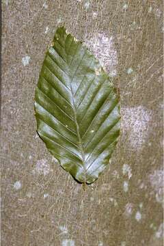 Image of American beech