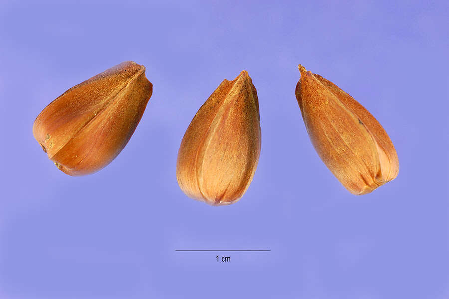 Image of American beech