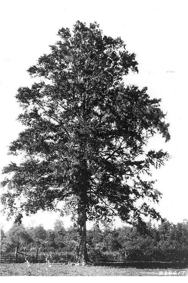 Image of American beech