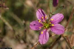 Image of California fagonbush