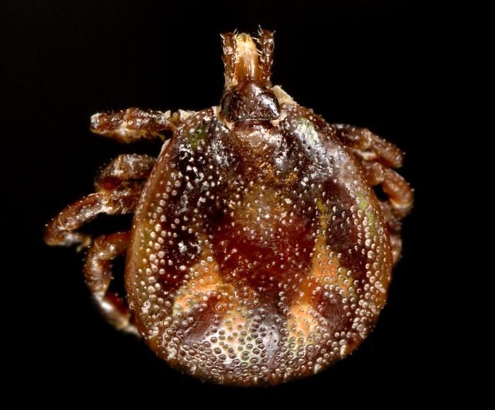 Image of Tick